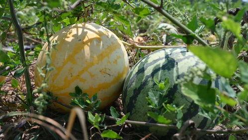 九块九吃瓜,揭秘网红美食背后的秘密