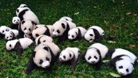 小恐龙每日吃瓜,小恐龙的美食日记