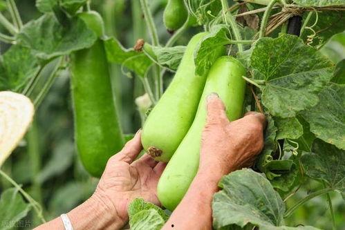 山羊可以吃秋瓜吗,秋瓜是否适宜？