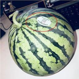 河南网红吃瓜,揭秘网络红人的幕后生活