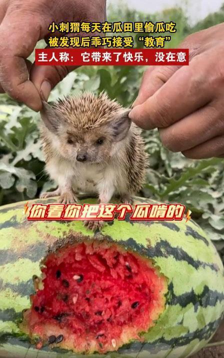 动物喜欢吃的瓜,揭秘动物们的最爱美食瓜类