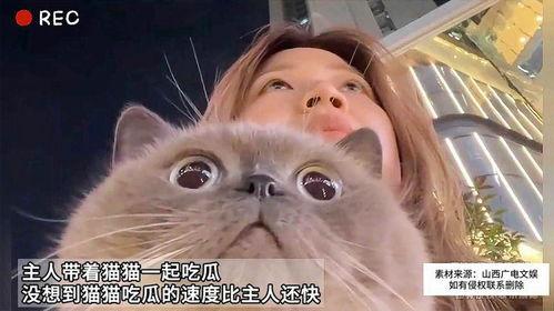 主人带着猫吃瓜,主人带猫吃瓜欢乐多