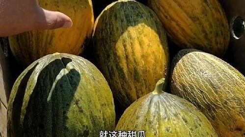蜜瓜甜瓜怎么吃,解锁夏日清新口感