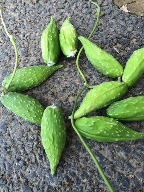 怀孕吃瓜篓子好吗,怀孕期间吃瓜篓子的利与弊