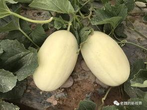 边比赛边吃瓜,畅享体育盛宴与娱乐盛宴