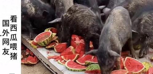 恐怖吃瓜博主,揭秘网络恐怖内容的幕后黑手