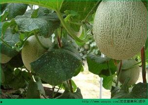 无畏吃哈密瓜,哈密瓜美食之旅