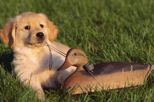 狗狗可以吃黑瓜吗,揭秘黑瓜对狗狗的适宜性