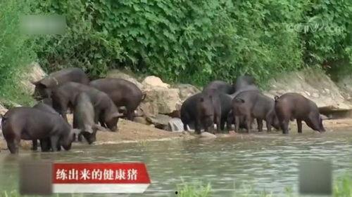 直播间黑猪吃瓜,瓜果飘香，欢乐无限