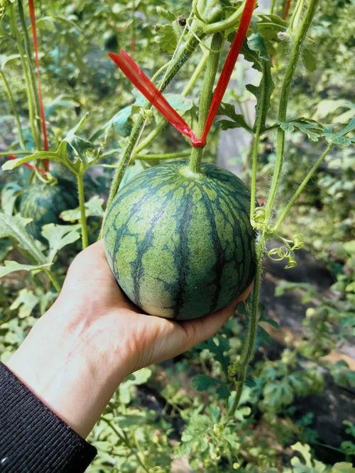 缺野王吗 吃瓜,电竞圈最新热点事件揭秘