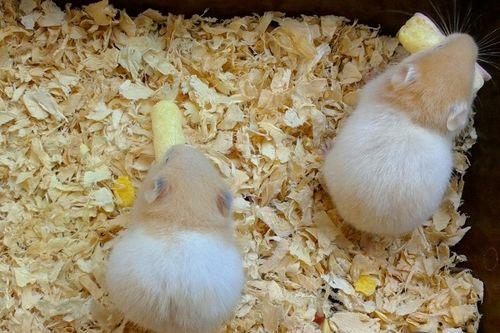 仓鼠吃白瓜,揭秘仓鼠美食新选择