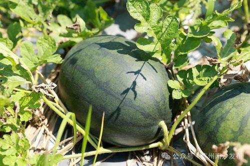 田氏吃瓜视频,揭秘娱乐圈幕后故事