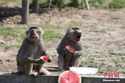 吃瓜北狐,揭秘娱乐圈背后的那些事儿
