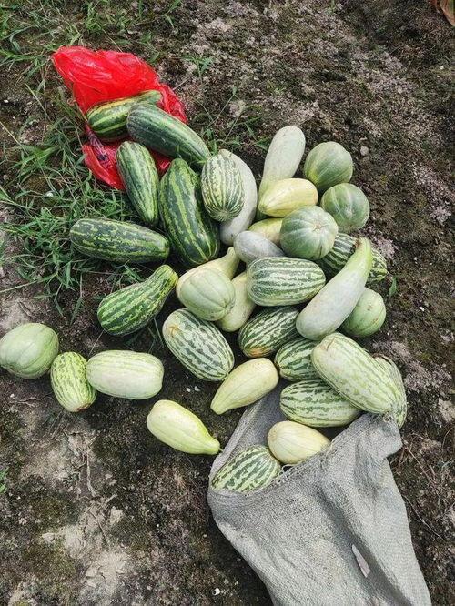 所有吃的瓜,盘点那些让人垂涎欲滴的美食瓜果