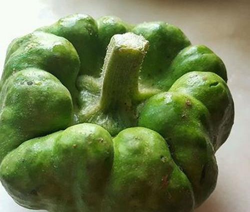 姜饼瓜老了怎样吃,创意料理新体验