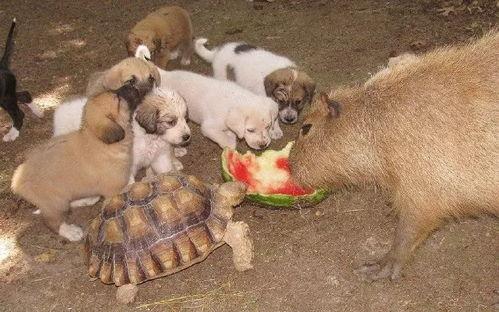 带你吃瓜迷你动物