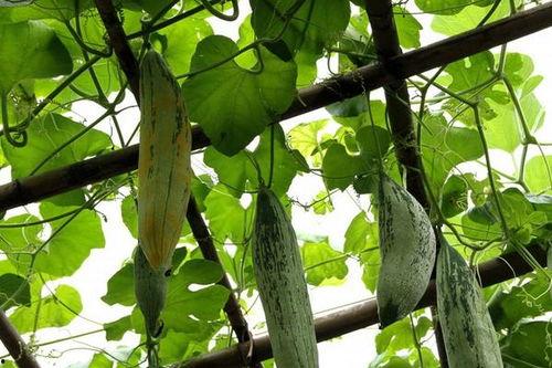 老鼠吃瓜 图片,揭秘老鼠的“甜蜜”诱惑