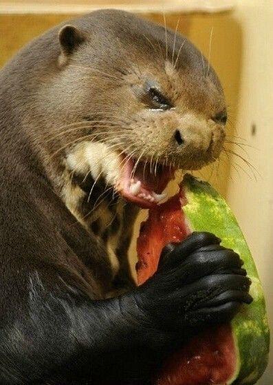吃瓜的水獭,揭秘动物界的夏日清凉美食