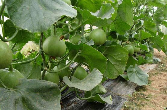 吃绿瓜的好处,揭秘吃绿瓜的五大健康优势”