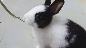 小兔叽吃瓜,小兔叽的瓜界探险记