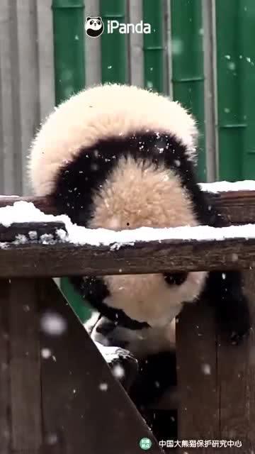 吃瓜小熊重庆,吃瓜小熊带你探秘重庆美食之旅