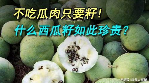 吃瓜手抠籽,揭秘吃瓜手抠籽的趣味瞬间