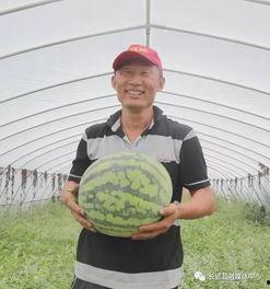 寺瓜怎么吃,探索美味与营养的完美融合